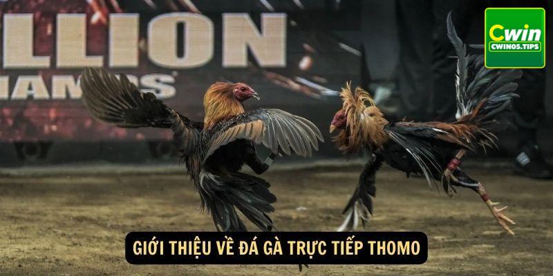 Thông tin về đá gà Thomo Cwin 2024