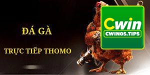 Đá Gà Trực Tiếp Thomo - Hình Thức Đặt Cược Hấp Dẫn Hàng Đầu Cwin