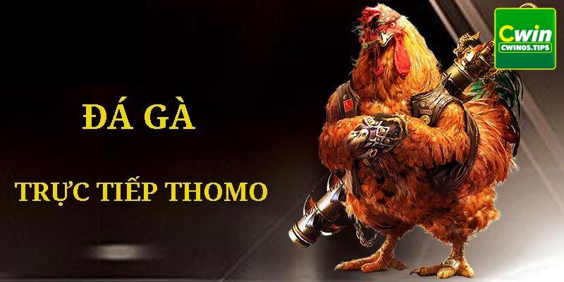 Đá Gà Trực Tiếp Thomo - Hình Thức Đặt Cược Hấp Dẫn Hàng Đầu Cwin